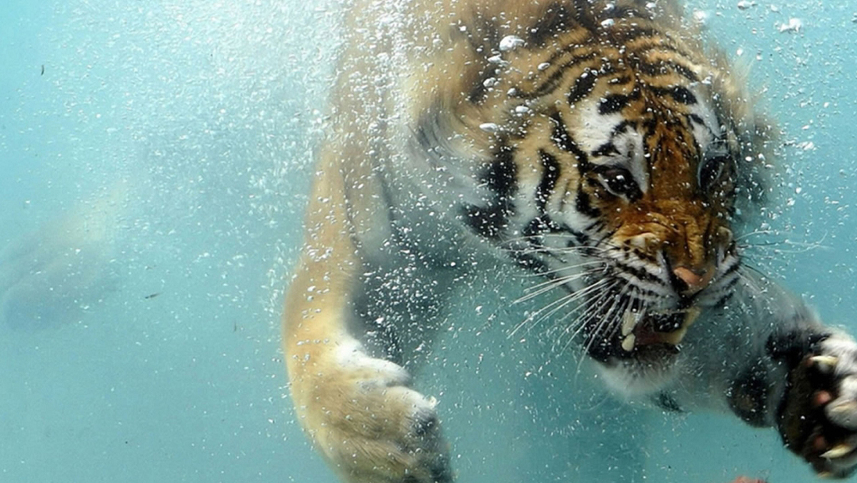1200x677 TigerUnderwater